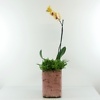 Orchidėja su ripsaliu - Image 2