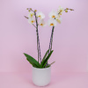 White orchid