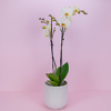 White orchid - Image 2