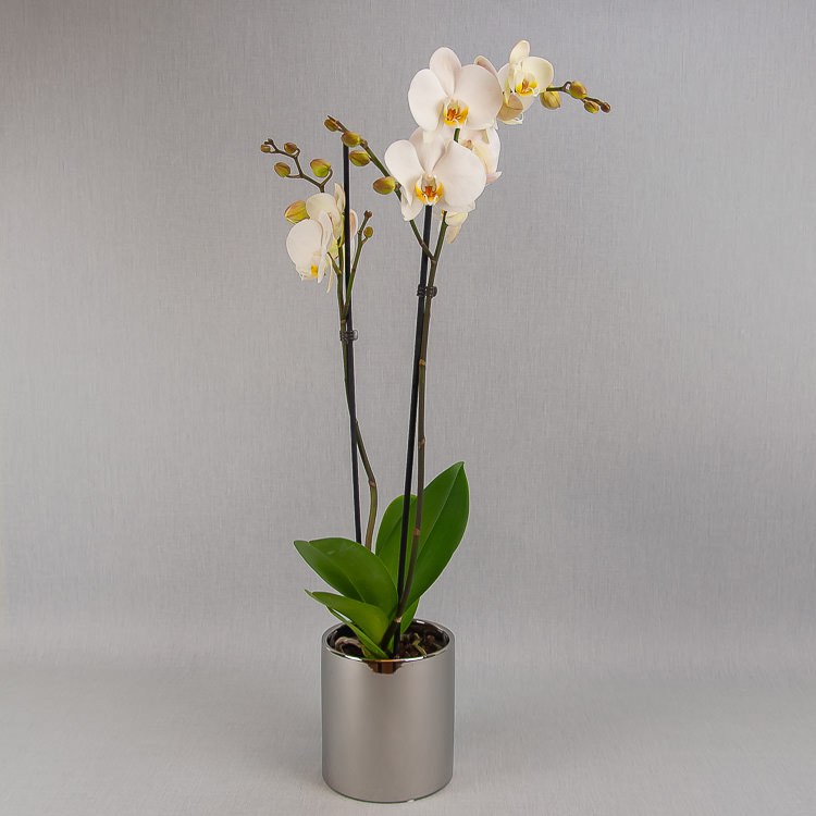 Balta orchidėja sidabrinės spalvos keramikiniame vazone