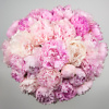 Peonies - Image 2