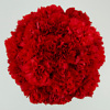 Red carnations in black flower box - Image 2
