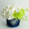 Blue flower box with orchids
