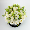 White eustoma in black flower box - Image 2