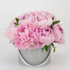 Gray flower box with pink peonies Flower delivery in Vilnius Beatričės Gėlių Namai