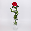 Preserved red roses