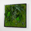 Preserved plants and moss picture