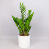 Zamioculcas