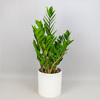 Zamioculcas - Image 2