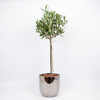 Olive tree in a silver-colored ceramic pot