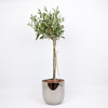 Olive tree in a silver-colored ceramic pot