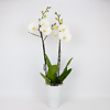 White orchid