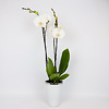 White orchid - Image 2