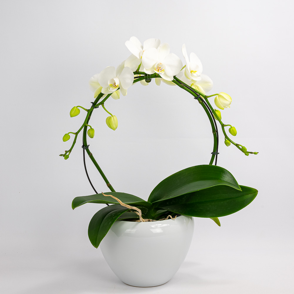 White orchid - Image 2
