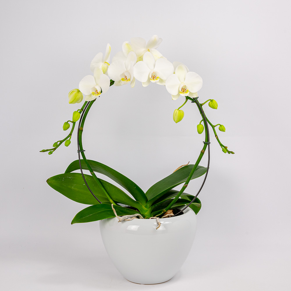 White orchid